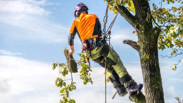 trim trees in abilene tx